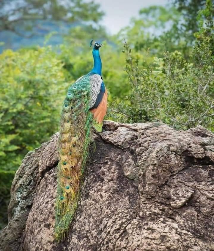 Nature Park Udawalawe Dış mekan fotoğraf