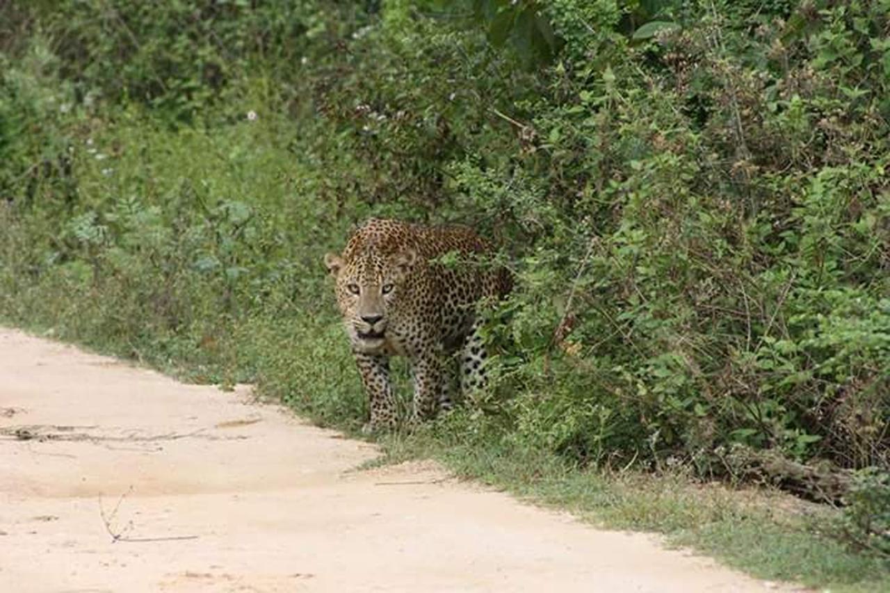 Nature Park Udawalawe Dış mekan fotoğraf